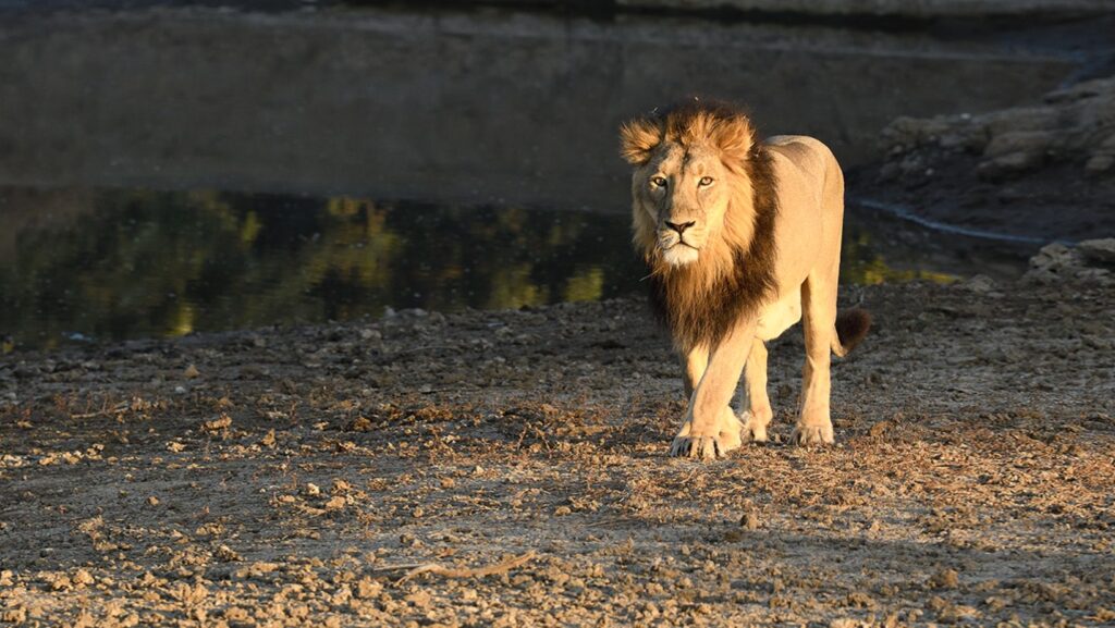 GirLion--Gujarat-India