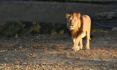 GirLion--Gujarat-India