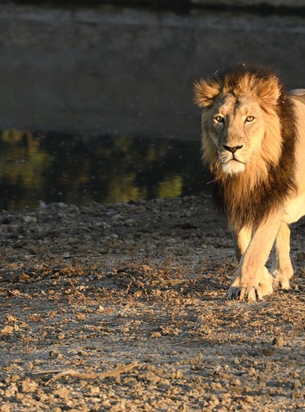 GirLion--Gujarat-India