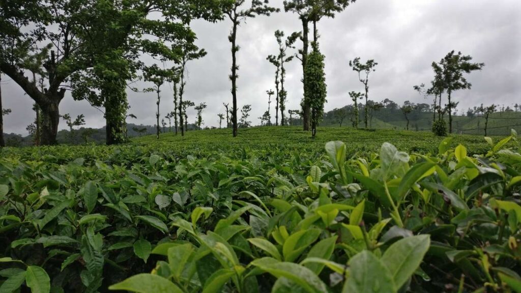 Coffee Plantation - Coorg - Karnataka - India