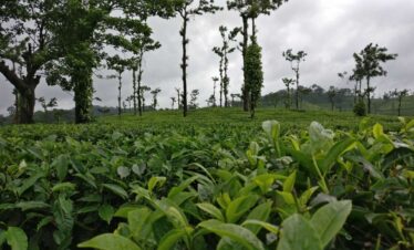 Coffee Plantation - Coorg - Karnataka - India