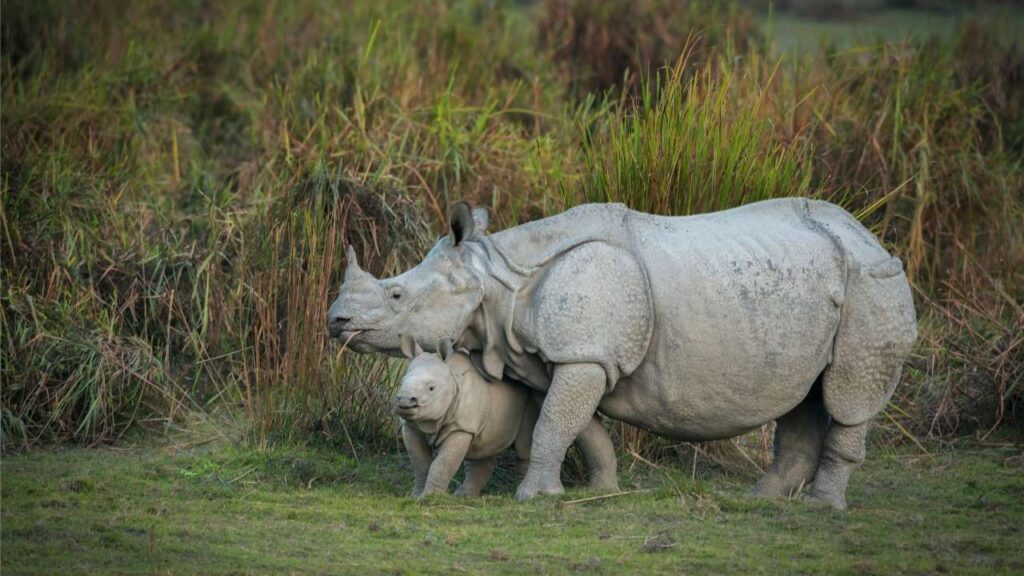 Kaziranga National Park - Assam - India