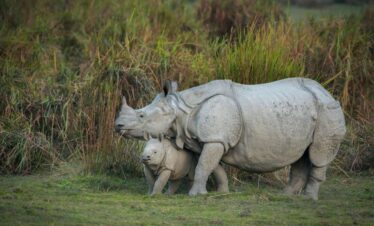 Kaziranga National Park - Assam - India