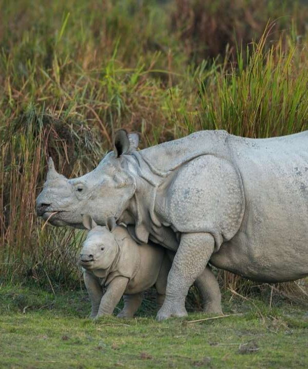Kaziranga National Park - Assam - India