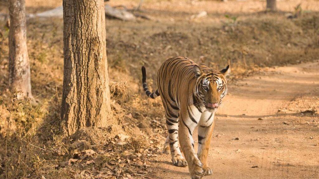 Nagarhole National Park - Kabini - Karnataka - India