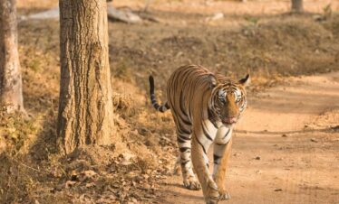 Nagarhole National Park - Kabini - Karnataka - India