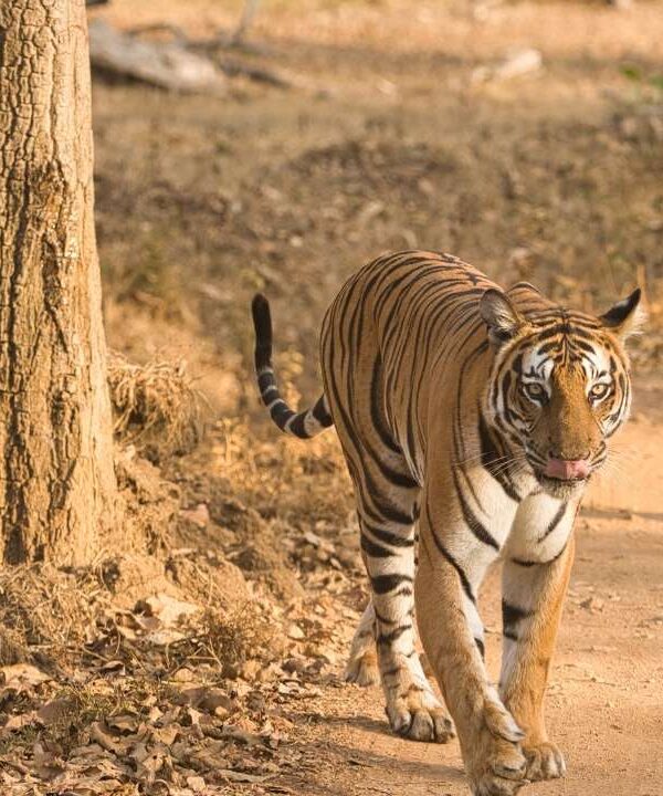 Nagarhole National Park - Kabini - Karnataka - India