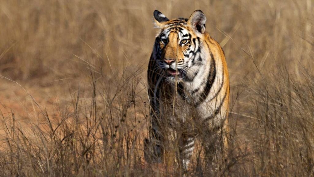 Panna National Park - Panna - Madhya Pradesh - India