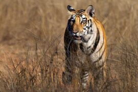 Panna National Park - Panna - Madhya Pradesh - India