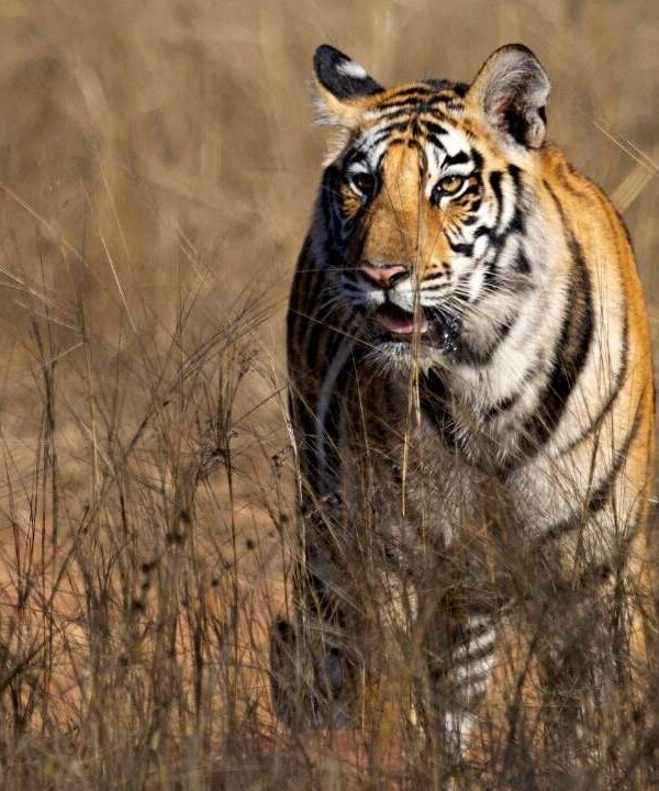 Panna National Park - Panna - Madhya Pradesh - India