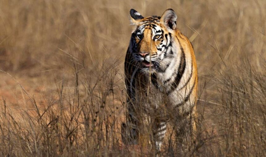 Safari Tigre en Inde