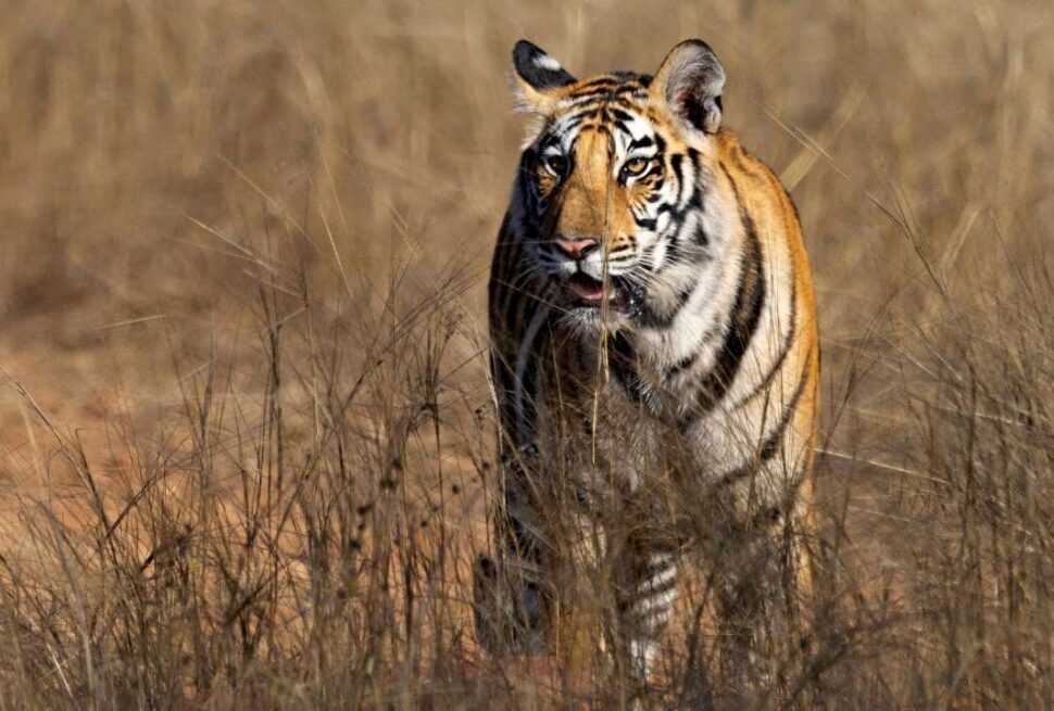 Panna National Park - Panna - Madhya Pradesh - India