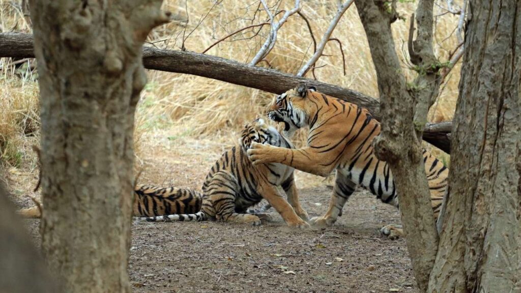 Ranthambore National Park - Sawai Madhopur - Rajasthan - India