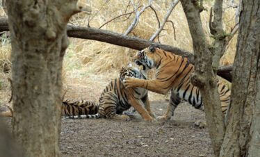 Ranthambore National Park - Sawai Madhopur - Rajasthan - India