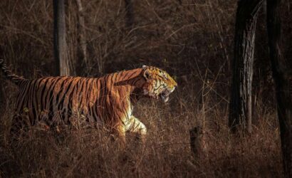 Safari classique d'observation des tigres en Inde
