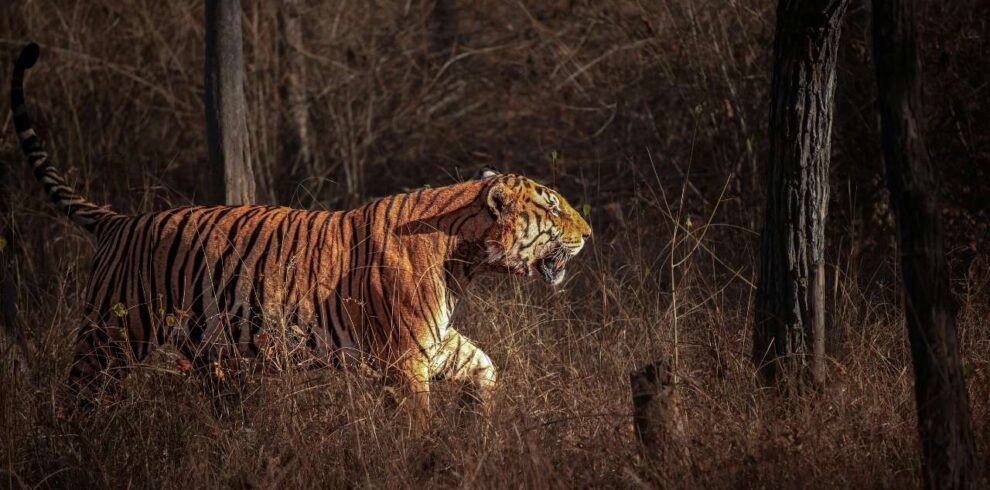 Safari classique d'observation des tigres en Inde