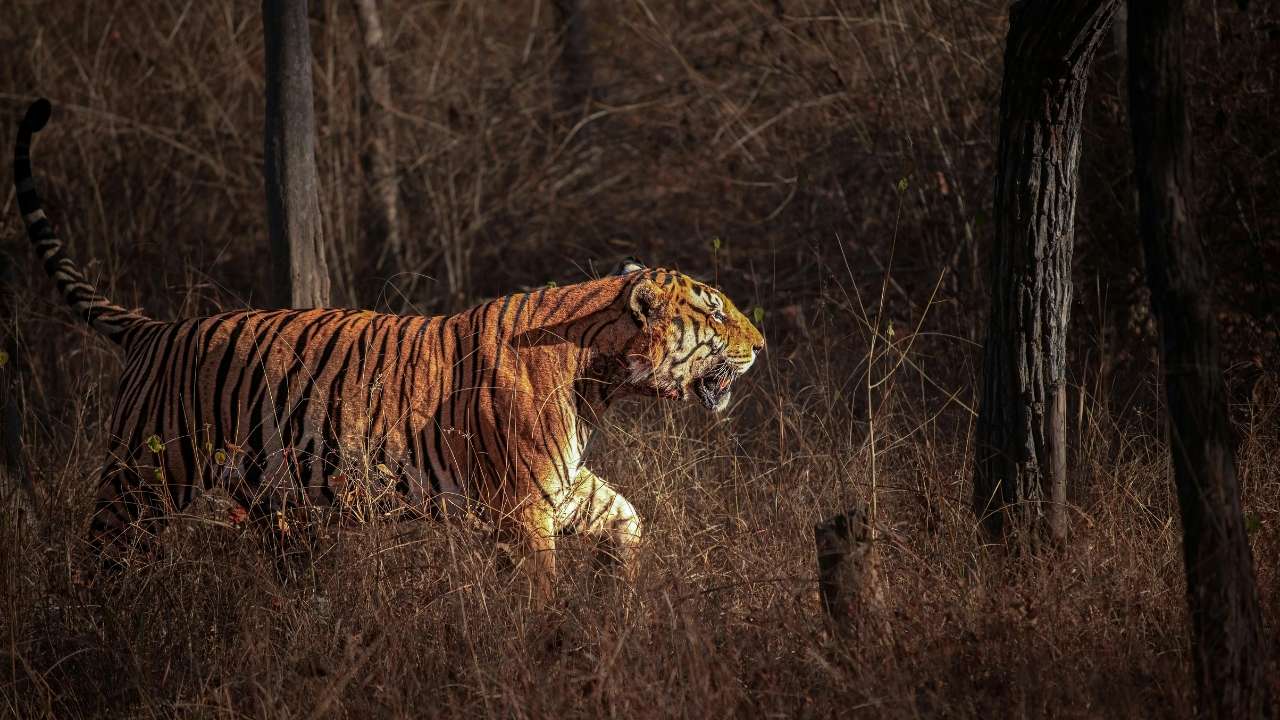 Safari classique d'observation des tigres en Inde