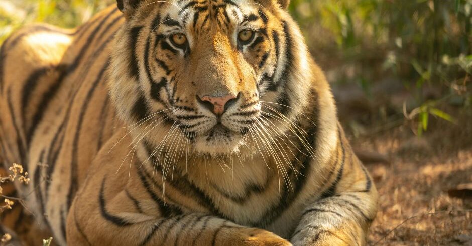 Bandhavgarh