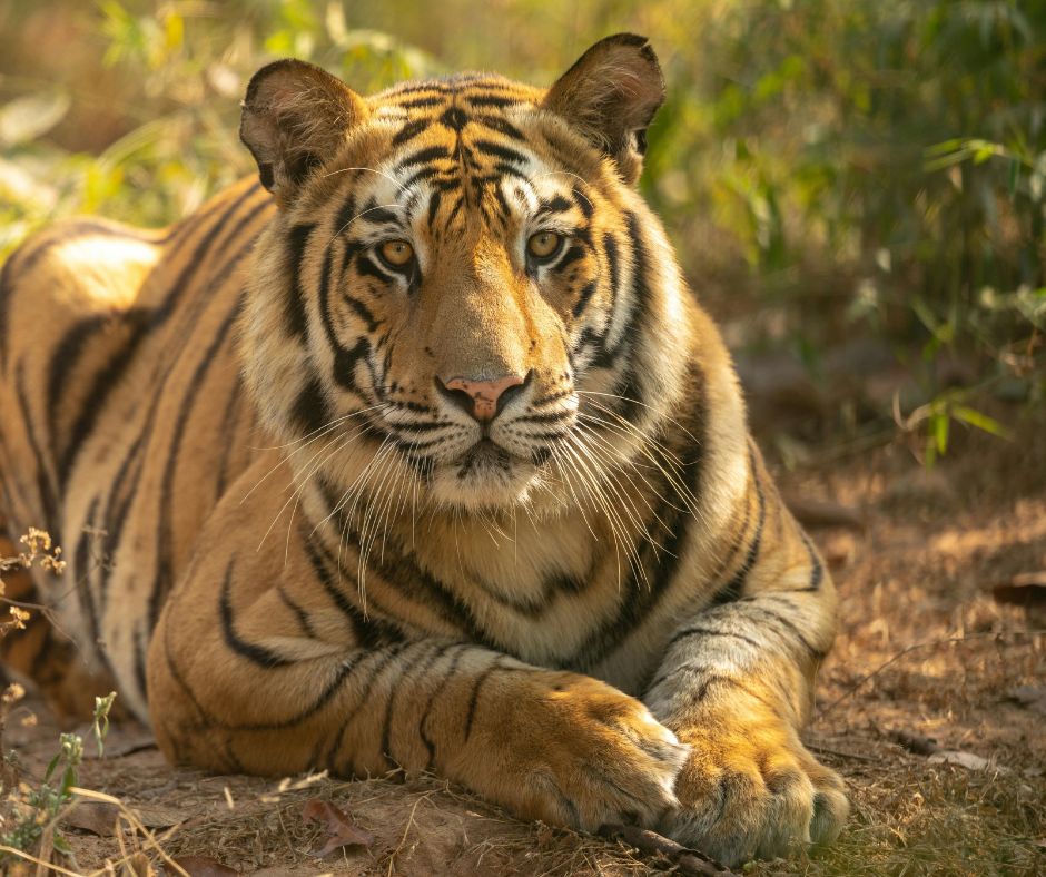 Bandhavgarh