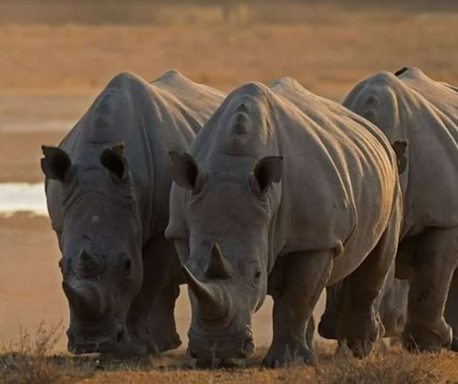 Kaziranga