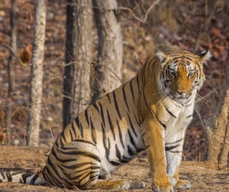 Pench