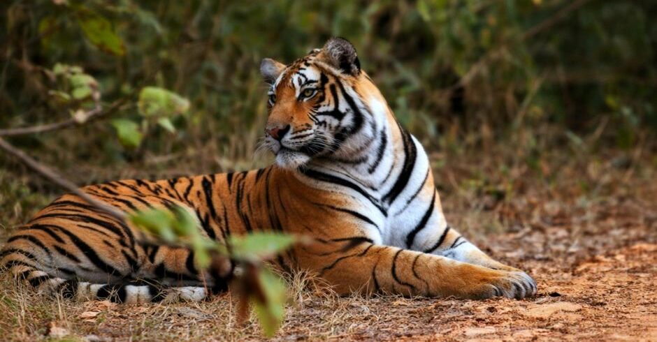 Ranthambore